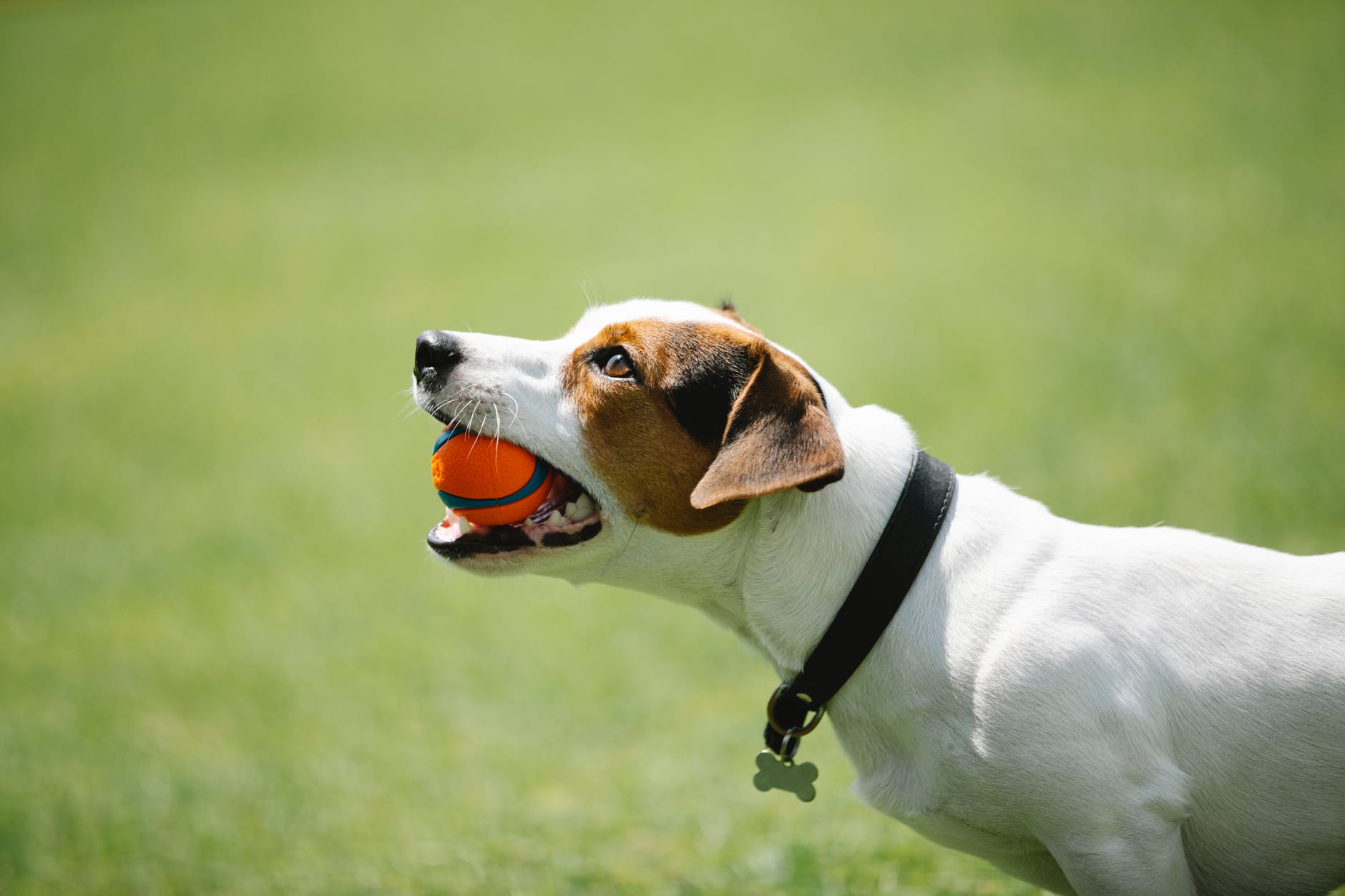 a dog with a ball in its mouth