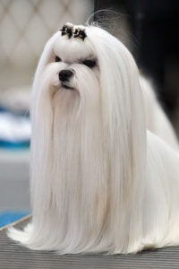 a long-haired Maltese groomed for showing