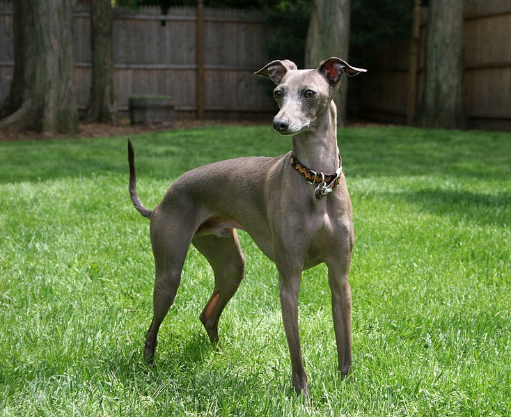 a male Italian Greyhound at a backyard