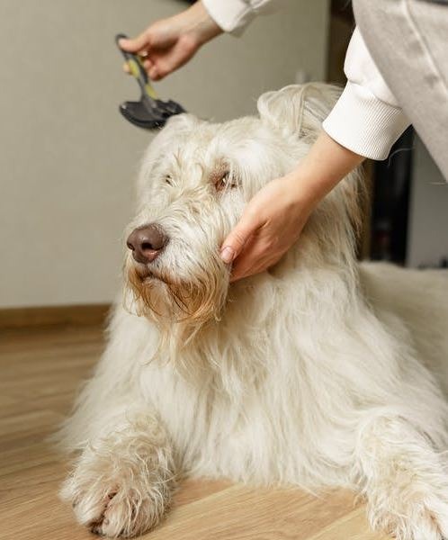 a person grooming a dog