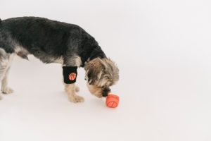 a yorkshire terrier smelling a ball