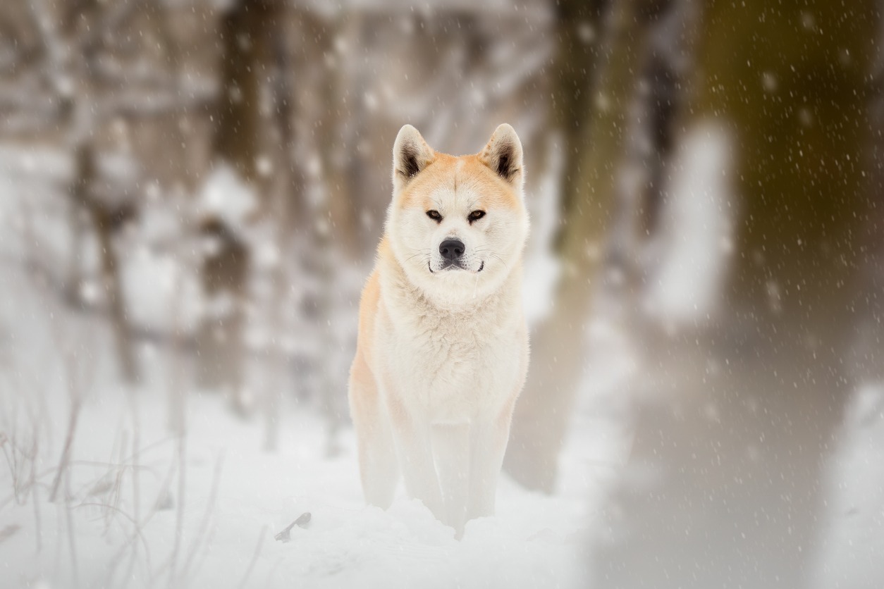 Japanese Akita Inu Dog Winter Portrait