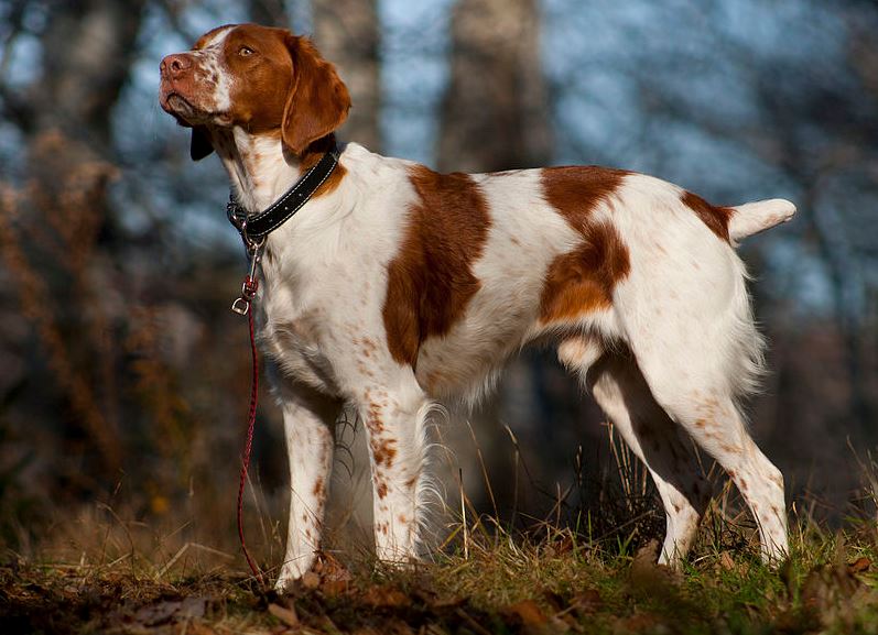 an adult Brittany with a natural bobtail