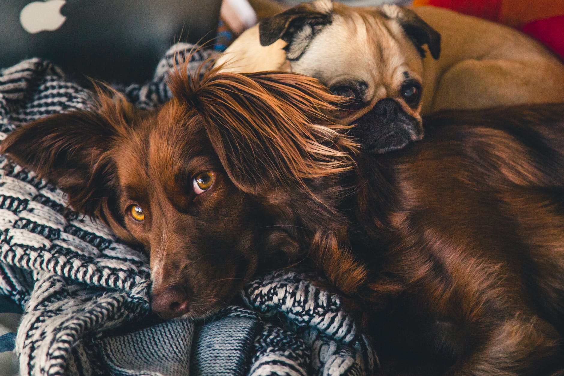 an adult brown Gordon Setter and a Pug relaxing together