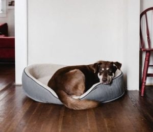 dog resting in its bed