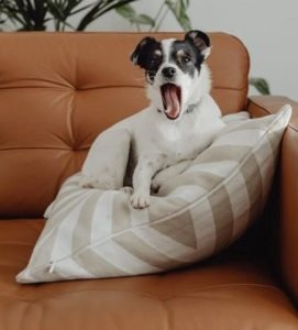 dog sitting on a pillow and a leather sofa
