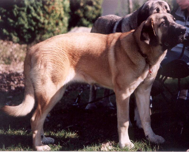 two Traditional Spanish Mastiffs with their owner