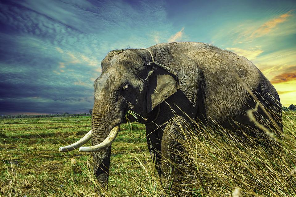 4 Most Common Animals Targeted for Poaching