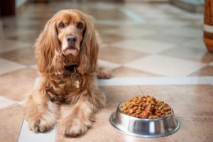 New Dog Owner 4 Things To Consider When Buying Dog Food