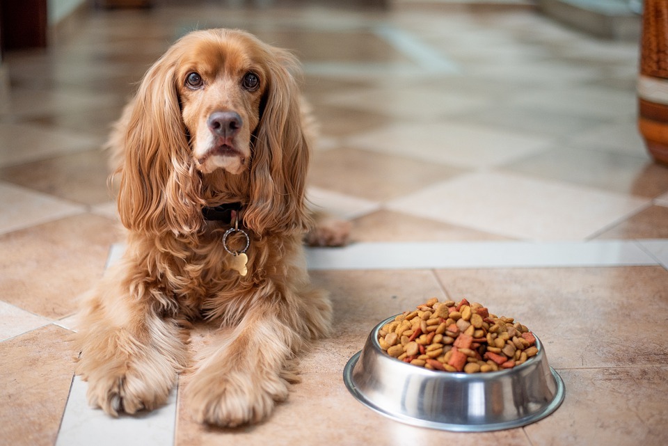 New Dog Owner 4 Things To Consider When Buying Dog Food