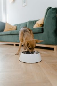 Are dogs able to eat tuna