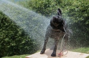 A hose garden bath for your playful dog may only be done during warm seasons.