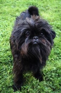 A portrait of the brave and highly devoted Affenpinscher. 