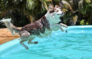 Extreme water adventure can be suitable for your pet, especially during summertime. 