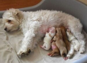 Newborn puppies are prone to flea infestation due to living close to each other and when parent is hosting fleas too.