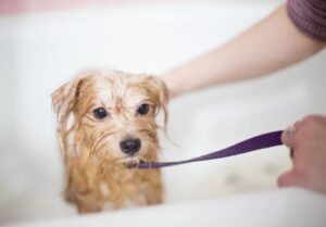 One safe way to help your pup get rid of fleas is to use safe dog shampoo for flea treatment as prescribed by your veterinarian. 