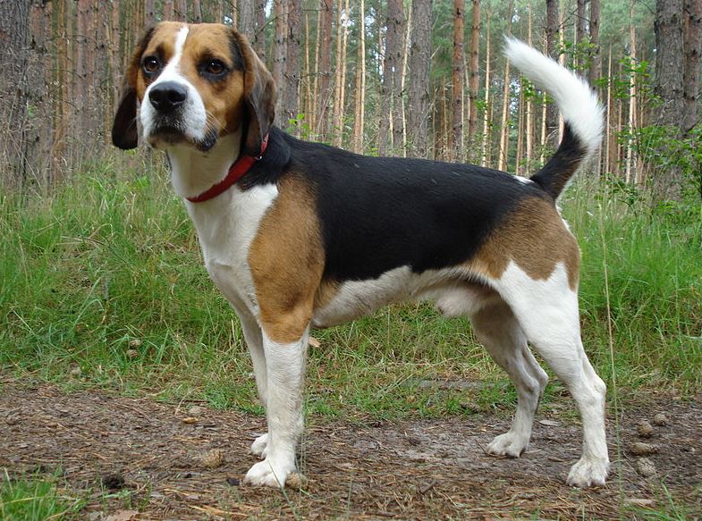 The Beagle breed was featured in the movie Shiloh.