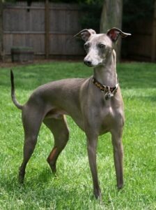 The little to zero-hair Italian Greyhound is a smart choice for people with allergies. 