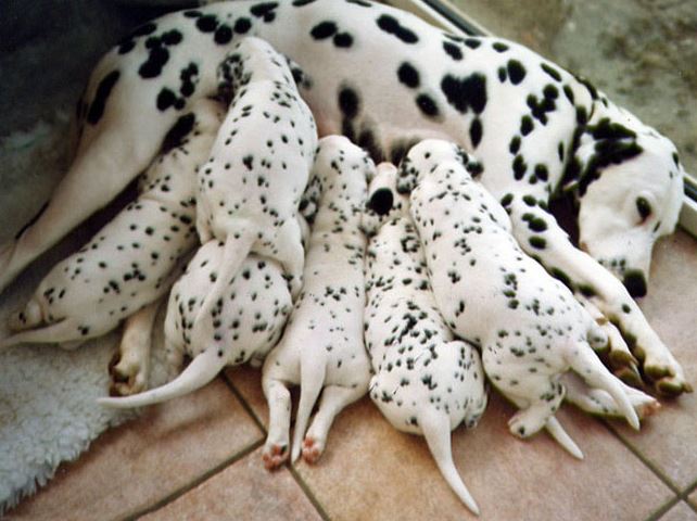The movie 101 Dalmatians made these hyperactive dogs popular.