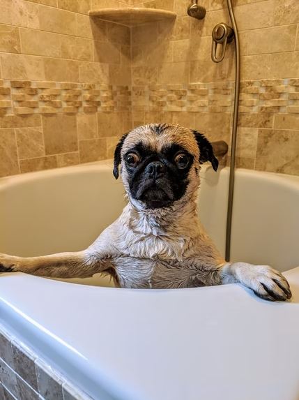 The right frequency of baths is beneficial to the hygiene of your pet.