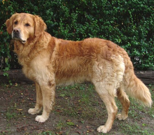 a golden retriever was the dog breed cast in the movie air bud.