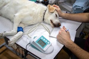 The basics of laser therapy for dogs