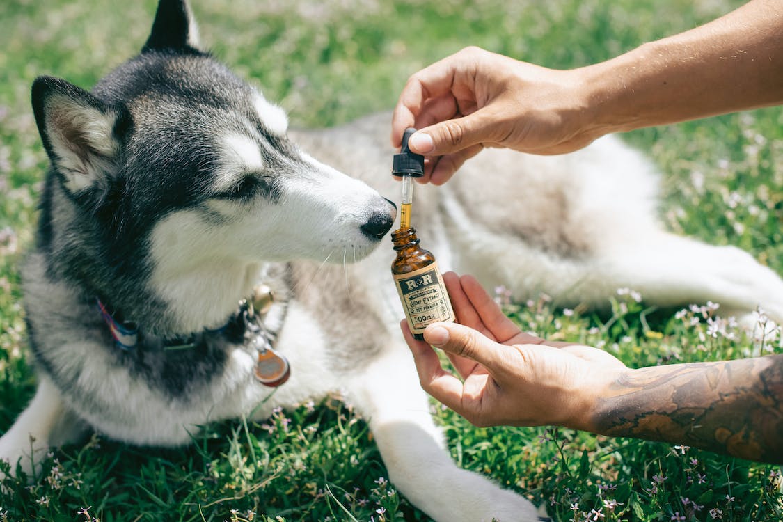 How CBD Can Help Your Senior Dog Live Its Best Life