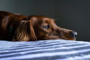 Canine Cushing's Disease - What It Is and Which Dog Breeds are More Likely to Get It