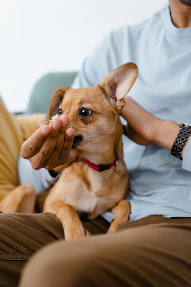 Flea and Tick Control Advice to Keep Your Pet Safe