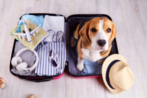 A beagle dog sits in an open suitcase with clothes and leisure items. Summer travel, preparing for a trip, packing luggage.