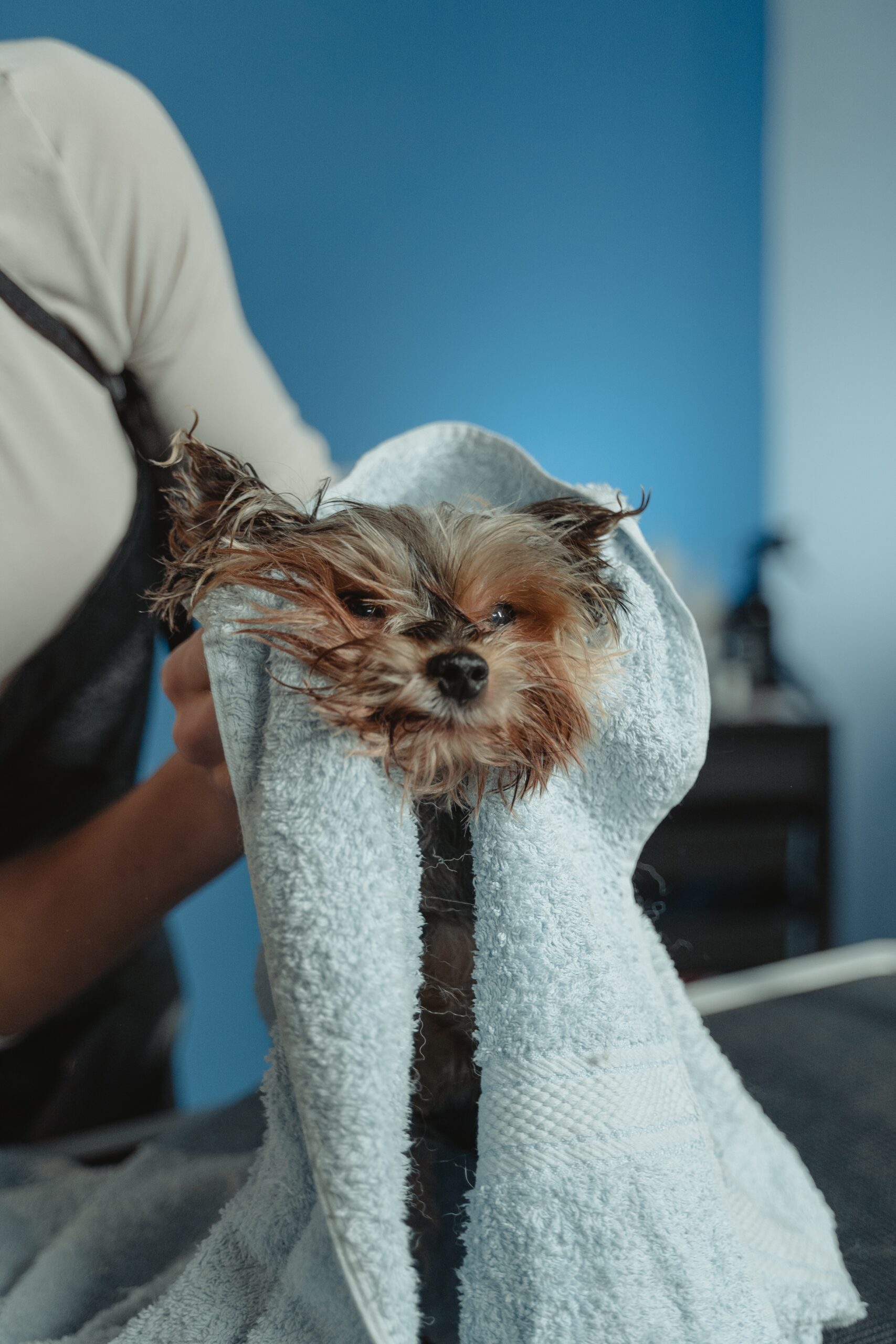 a-wet-dog-covered-with-towel