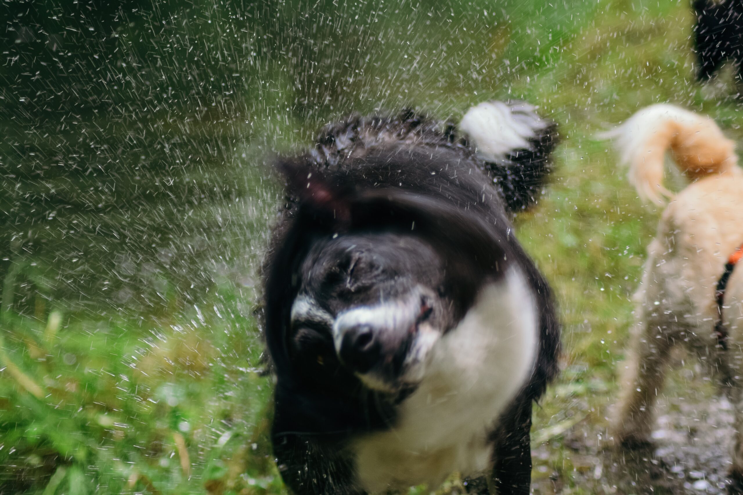 black-and-white-border-collie-shaking-off-water