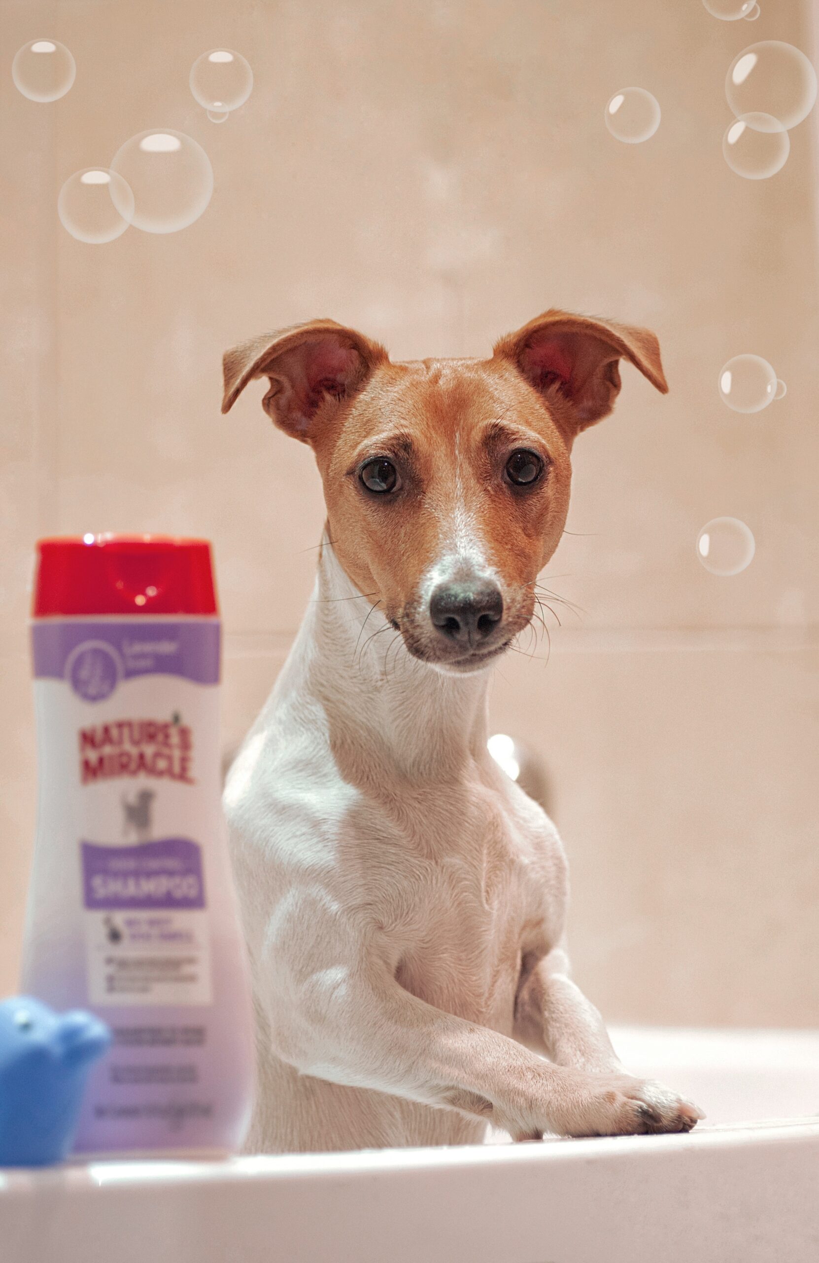 dog-and-shampoo