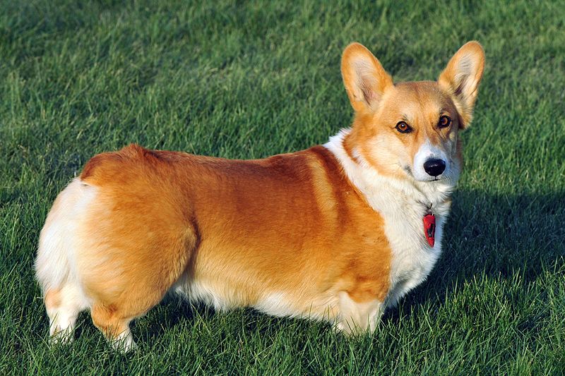 A bicolor Pembroke Welsh Corgi standing in a lawn and looking at the camera