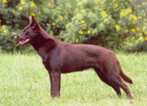 A brownish to reddish Australian Kelpie watches something from a distance