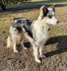 A female blue merle Border Collie standing on a grassy area