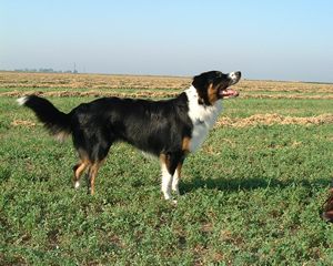 A tricolor English Shepherd standing on a grassland