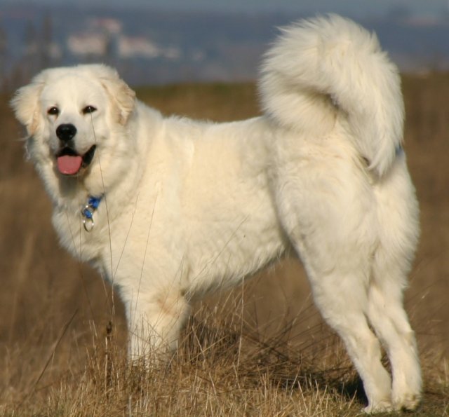 A white Tatra Shepherd Dog standing on a grassland
