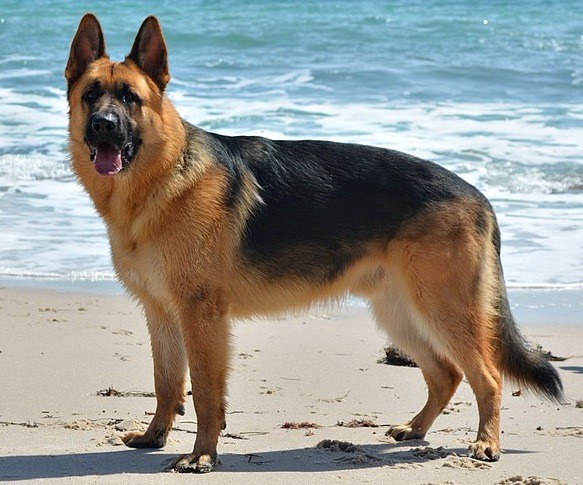 An adult German Shepherd standing on a beach front