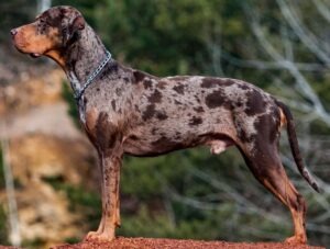 Side view of a vigilant looking Catahoula standing on a bushy background