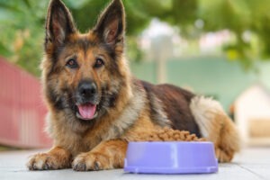A German Shepherd looking at the camera with dog food on its side.