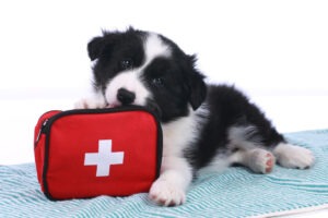 A border collie puppy leaning on a first aid kit