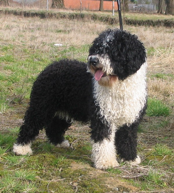 A curly black and white Spanish water dog.