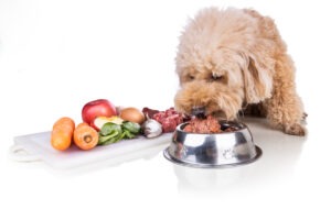 A dog eating raw meat diet while vegetable and fruits are on the side