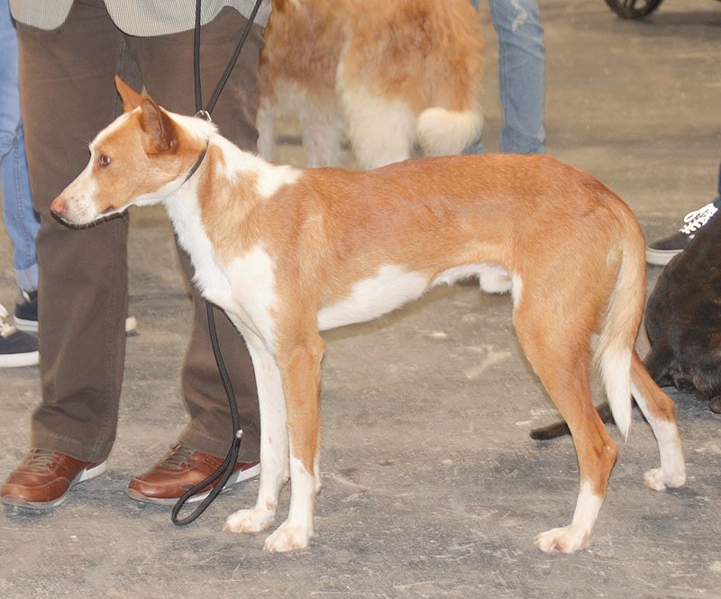 A fawn colored Podenco Valenciano in focus with other dogs on the background.