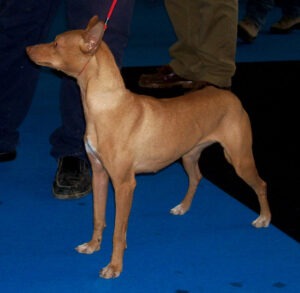 A red-colored Andalusian Hound in a dog show.