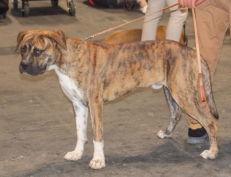 Brindled Spanish Alano on a leash held by its owner.