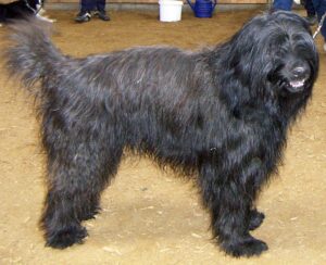 Catalan sheepdog with long, slightly wavy gray and black fur.