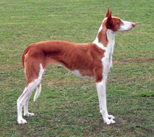 In a lawn, a gracefully standing Ibizan hound.