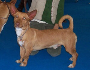 Maneto in a dog show.